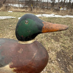 Gorgeous Mason Mallard Duck Decoy 1905  Original Paint