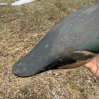 Gorgeous Mason Mallard Duck Decoy 1905  Original Paint