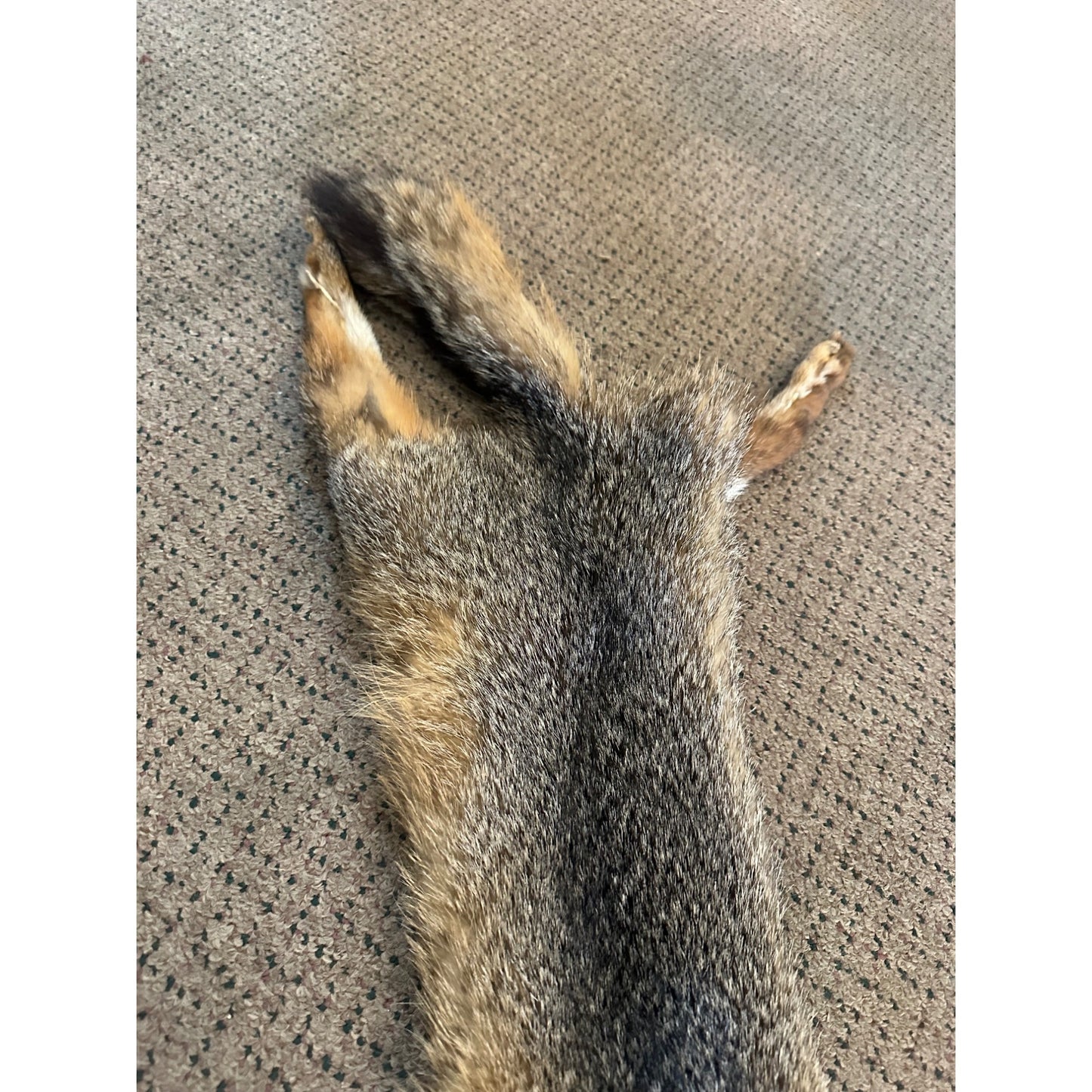 Beautiful Gray Fox Professionally Tanned Hide Super Soft Leather Craft Pelt Fur