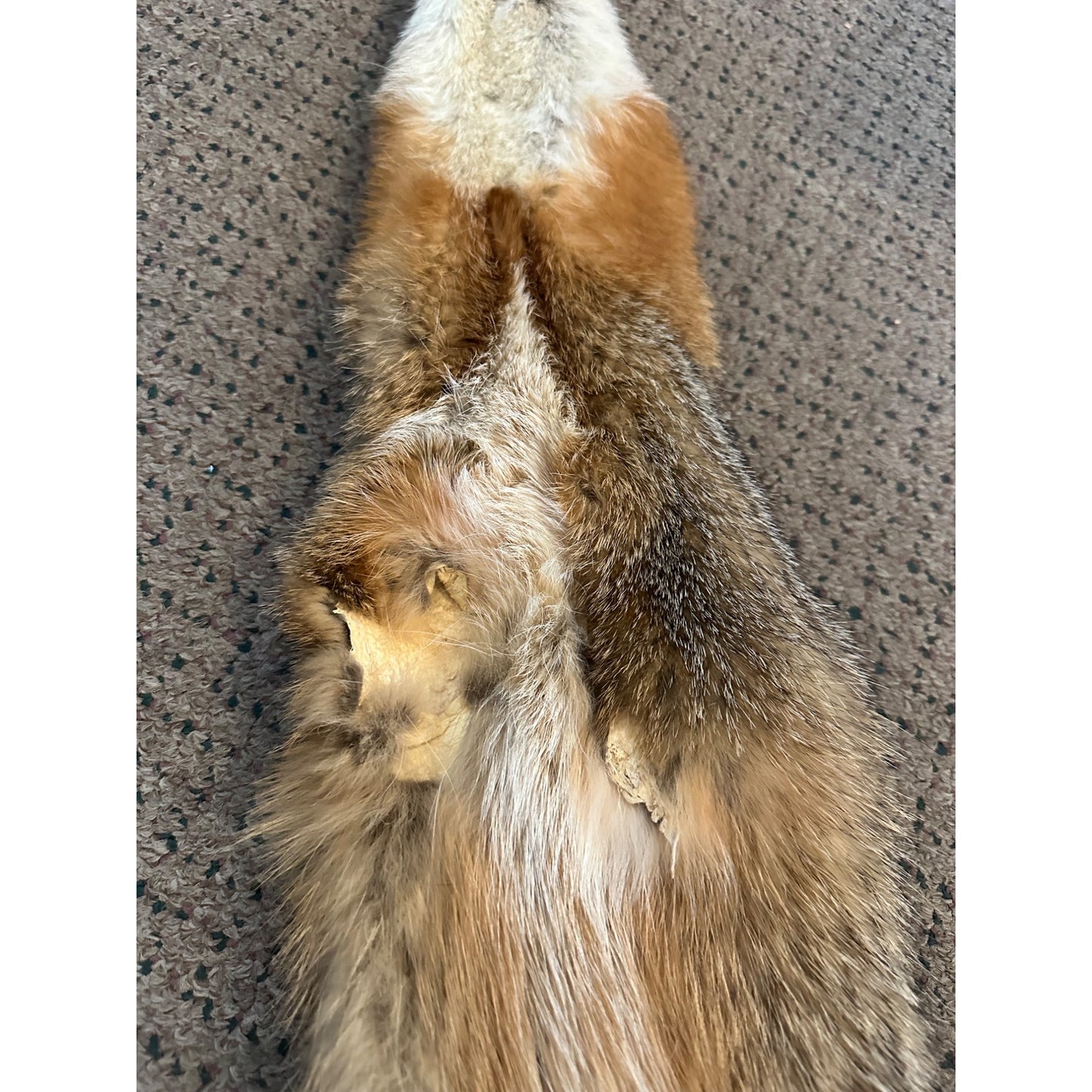 Beautiful Gray Fox Professionally Tanned Hide Super Soft Leather Craft Pelt Fur