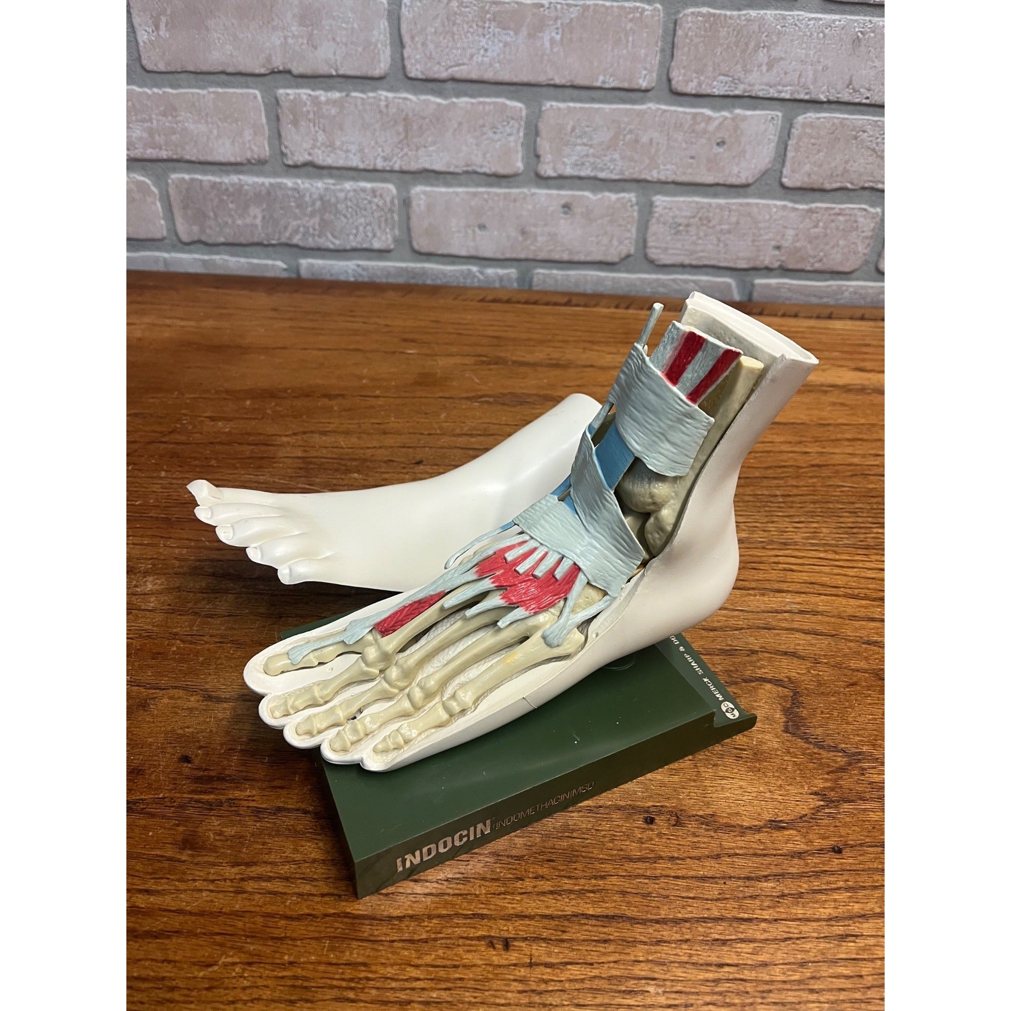 Vintage Merck Benemid/Indocin Advertising Display Foot Anatomical Store Model
