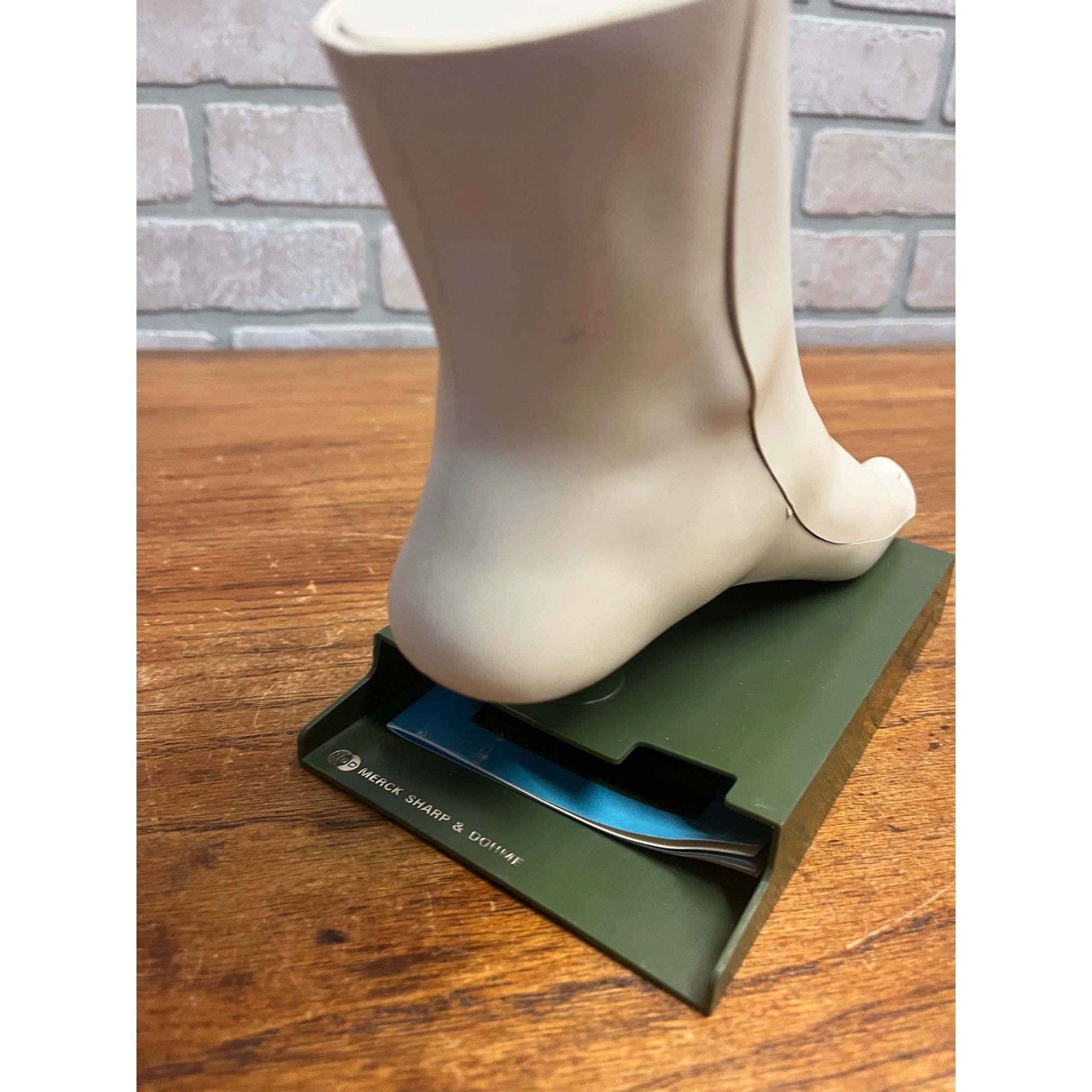 Vintage Merck Benemid/Indocin Advertising Display Foot Anatomical Store Model