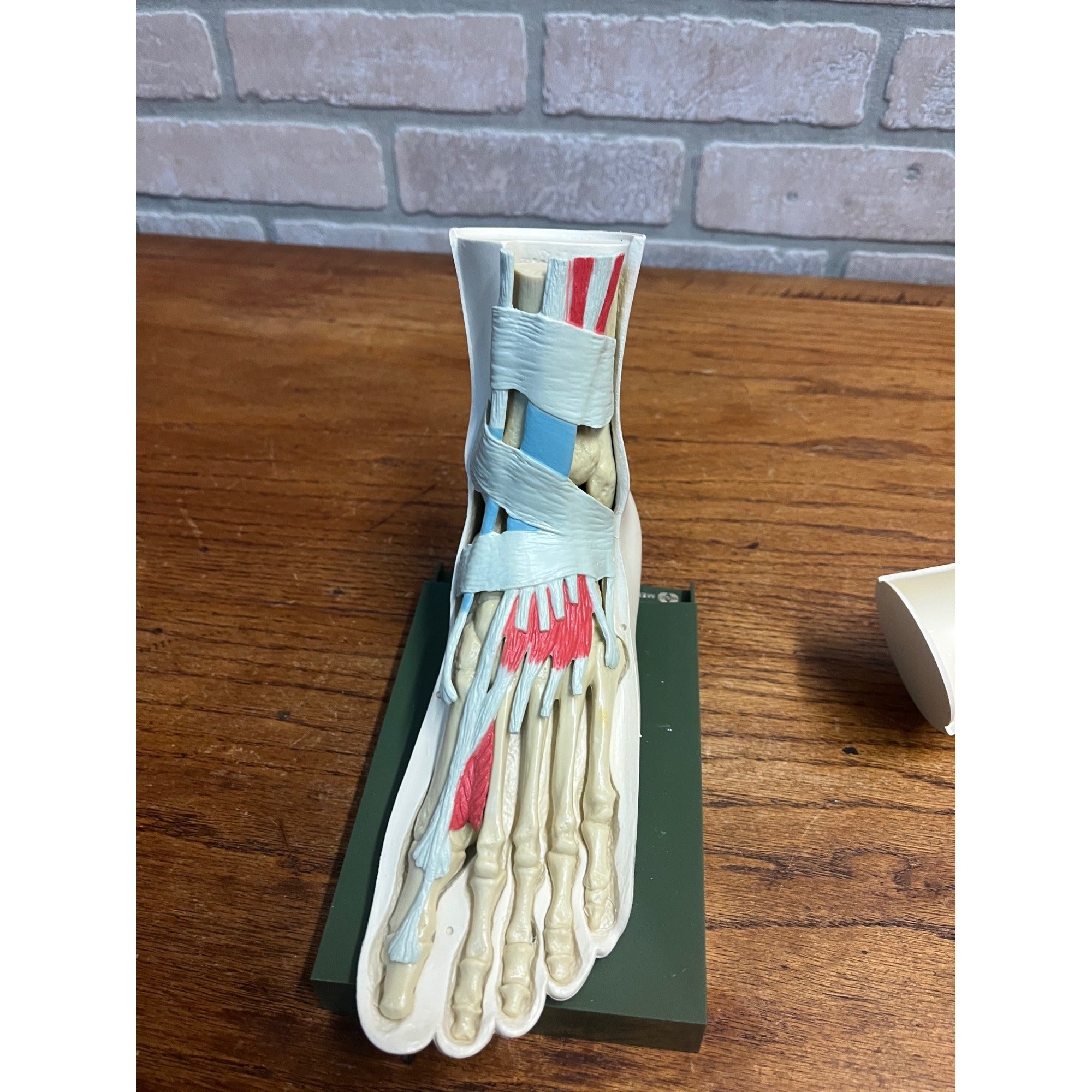 Vintage Merck Benemid/Indocin Advertising Display Foot Anatomical Store Model
