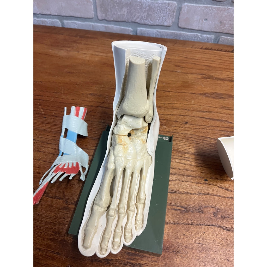 Vintage Merck Benemid/Indocin Advertising Display Foot Anatomical Store Model
