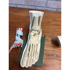 Vintage Merck Benemid/Indocin Advertising Display Foot Anatomical Store Model