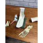 Vintage Merck Benemid/Indocin Advertising Display Foot Anatomical Store Model